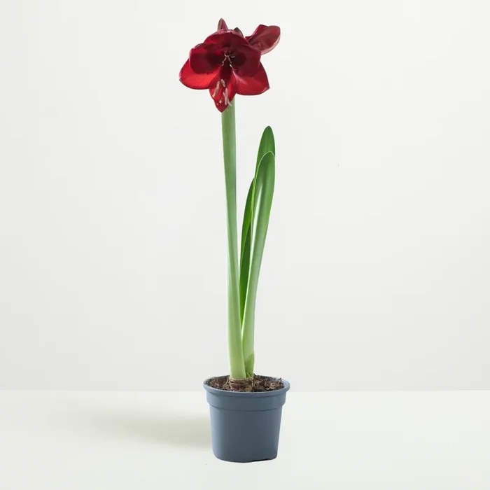 Amaryllis ‚Tropical Orange‘