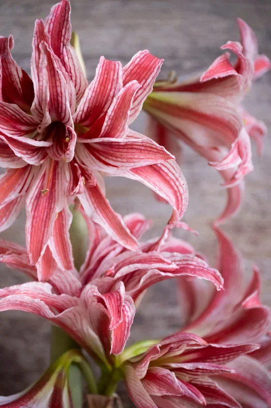 Amaryllis „Doublet“