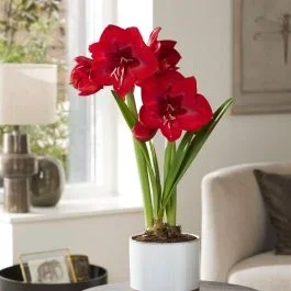 Amaryllis Fireball 24/26
