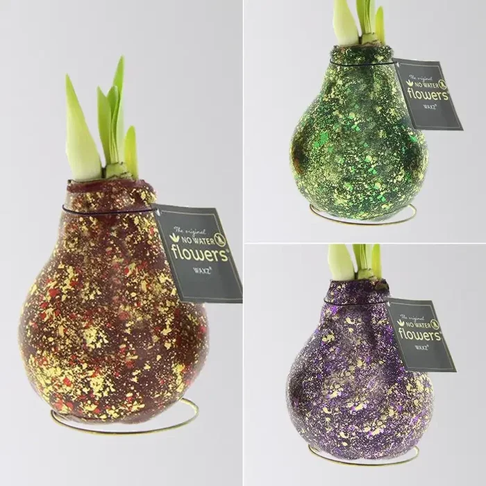 Amaryllis in Wachs, Dekor ‚Galaxy Polaris‘, Farbe zufällig, Blüte rot