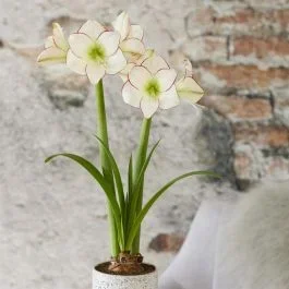 Amaryllis Picasso