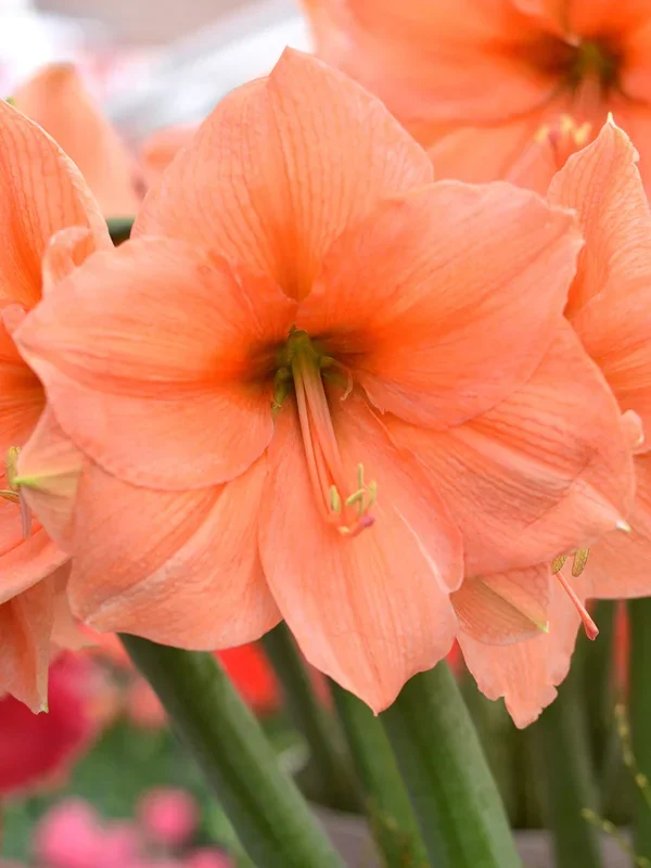 Amaryllis Rilona