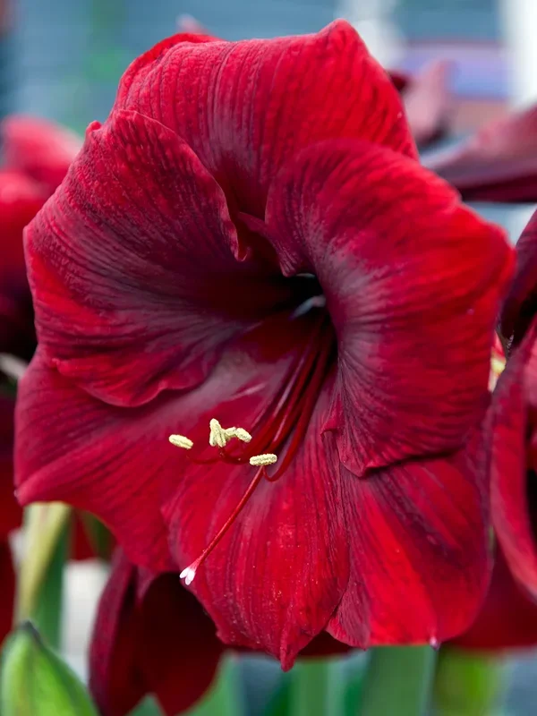 Amaryllis Royal Velvet