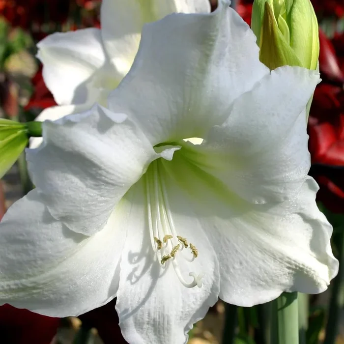 Amaryllis weiß im Topf