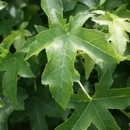 Amberbaum (Liquidambar ‚Gum Ball‘)