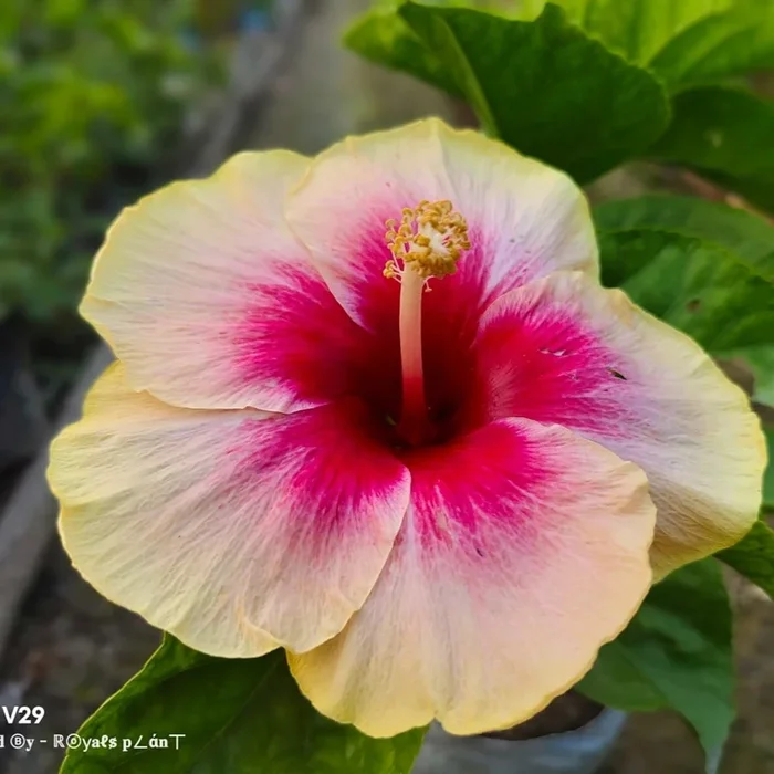 American Varitey Hibiscus Flower Plants