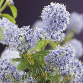 Amerikanische Traubenkirsche (Ceanothus thyrsiflorus ‚Repens‘)