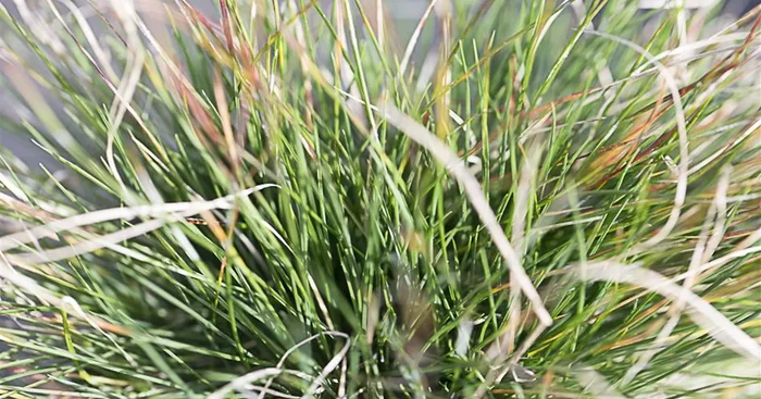 Amethyst-Schwingel ‚Aprilgrün‘