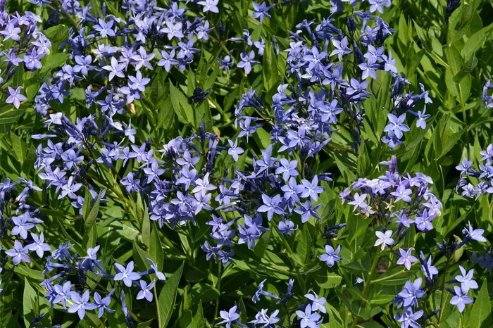 Amsonia ‚Blue Ice‘ (Röhrenstern)