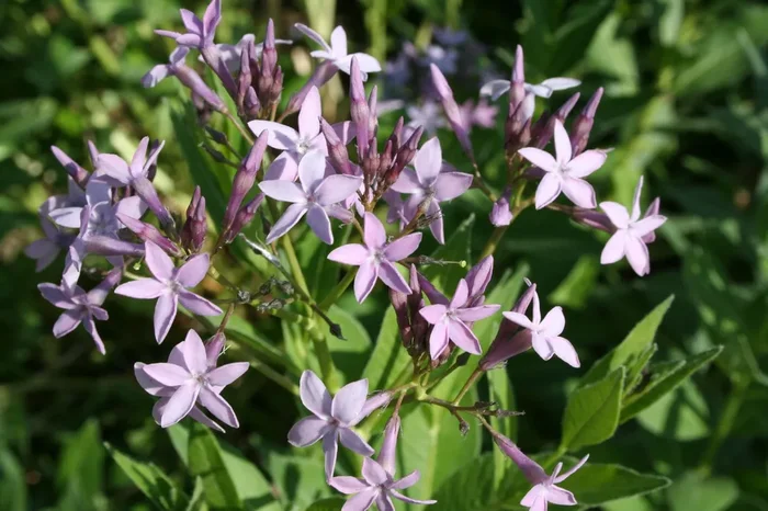 Amsonia orientalis (Amsonie)
