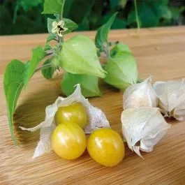Ananasbeere (Physalis pruinosa) Preciosa