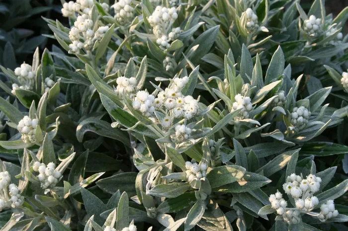 Anaphalis triplinervis ‚Sommerschnee‘ (Perlkörbchen)