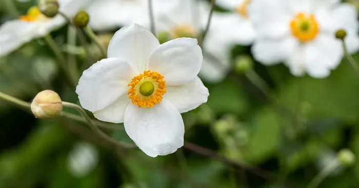 Anemone Alando White -R-