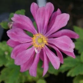 Anemone (Anemone ‚Pamina‘)