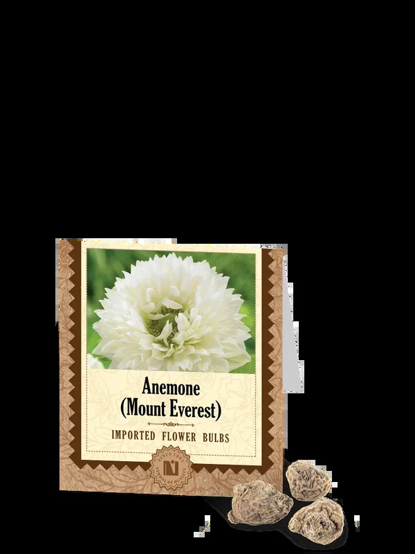 Anemone Mount Everest Bulbs
