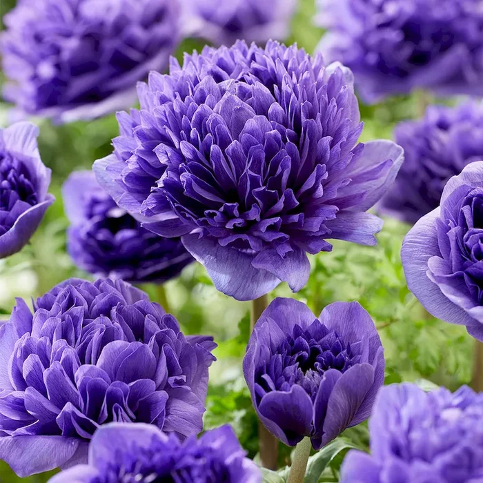 Anemone Peony Blue Bestellnummer 5503822
