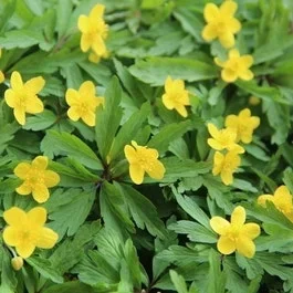 Anemonen (Anemone ranunculoides)