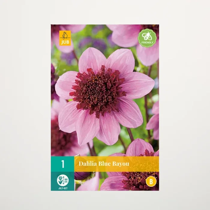 Anemonen-Dahlie ‚Blue Bayou‘ – Knolle