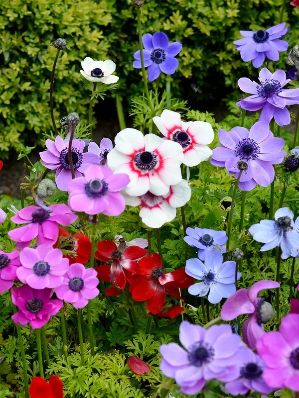 Anemonenmischung De Caen