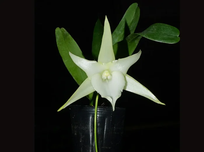 Angraecum Lai’s Star (16 cm Ampeltopf)