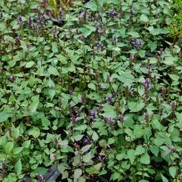 Anis-Ysop (Agastache ‚After Eight‘)
