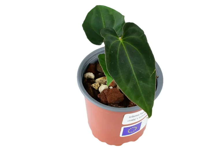 Anth. Magnificent Girl „Inverse“ x Anthurium papillilaminum s