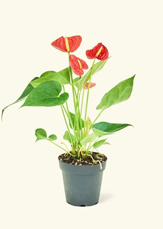 Anthurium ‚Red Flamingo‘, Small