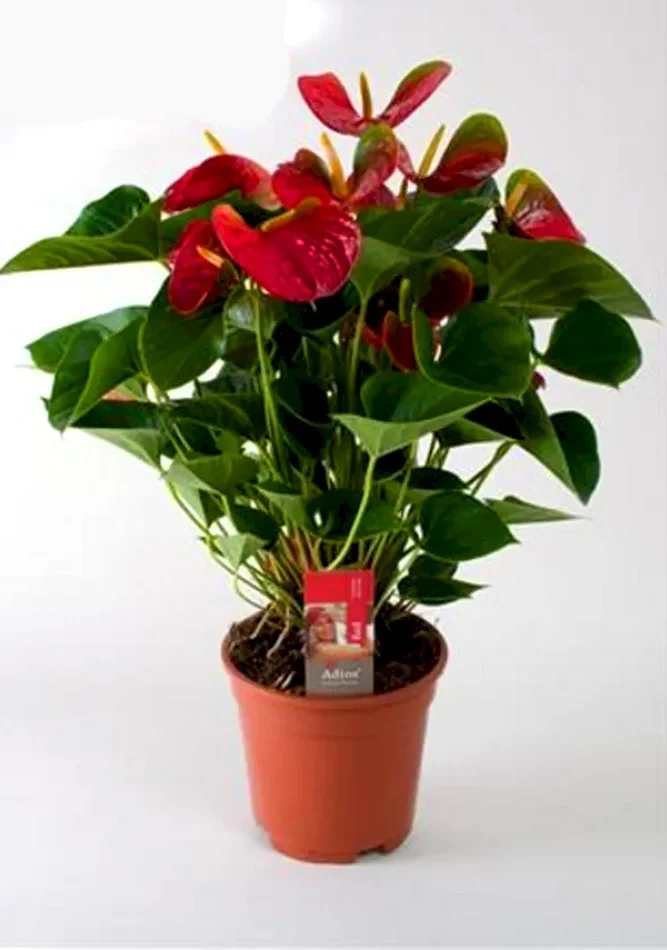 Anthurium Andreanum – Flamingoblume