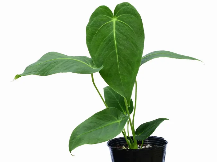 Anthurium angamarcanum ’no. 1′