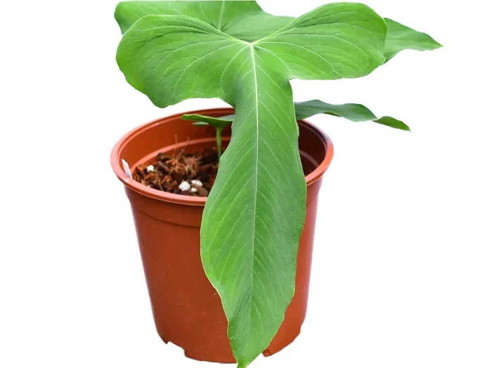 Anthurium argyrostachyum ‚Goat‘