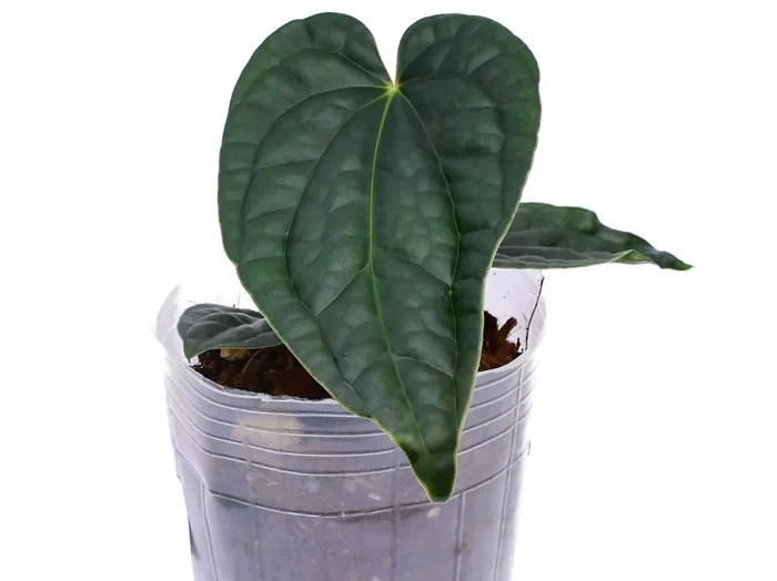 Anthurium Black Diamond x Anthurium luxurians