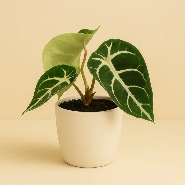 Anthurium Clarinervium – 20cm