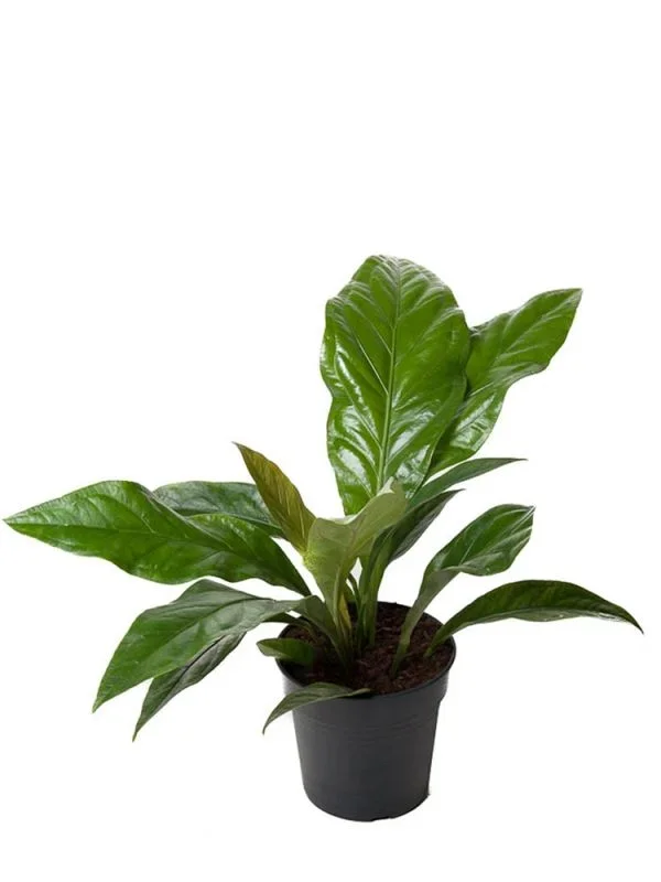 Anthurium Crassinervium Jungle Bush