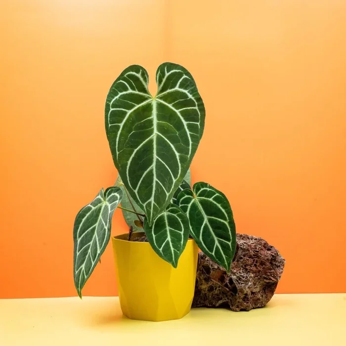 ANTHURIUM CRYSTALLINUM X REGALE