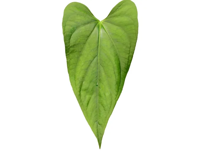 Anthurium Green Gold