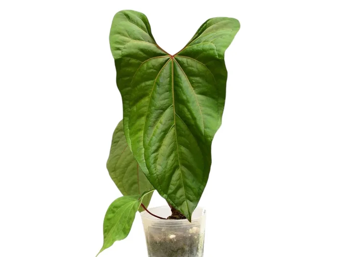 Anthurium Ingrid de Portilla