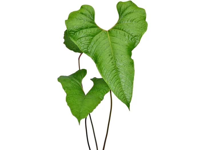 Anthurium insigne ‚Paquishae‘