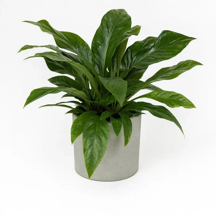 Anthurium Jungle Bush – 70cm
