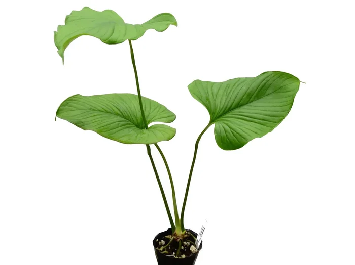 Anthurium lancea ‚Ecuagenera‘