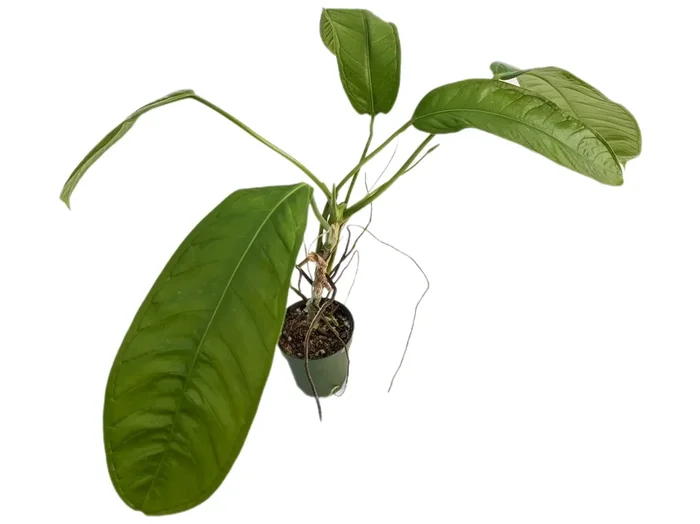 Anthurium lutheri cf. ‚Ecuagenera‘