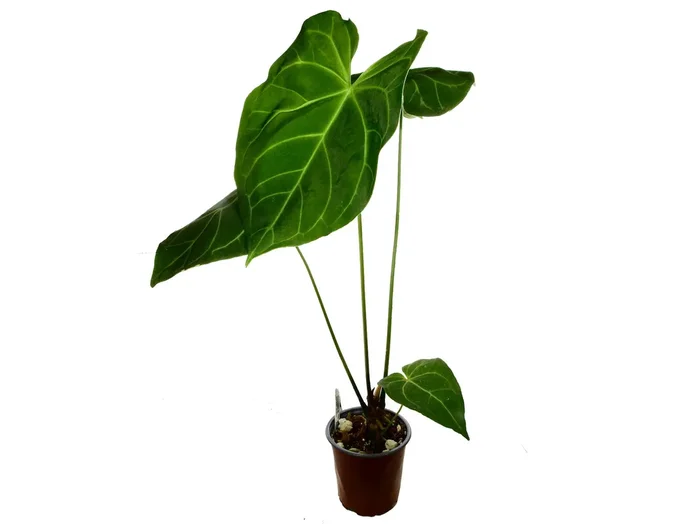 Anthurium magnificum ‚Verde‘