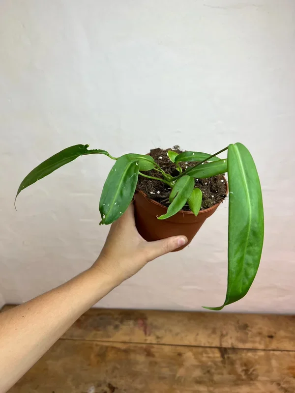 Anthurium Pallidiflorum S
