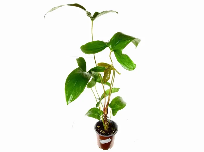 Anthurium pinkleyi