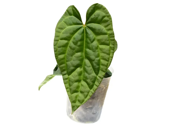 Anthurium Raven Soul ‚Inverse crossing‘