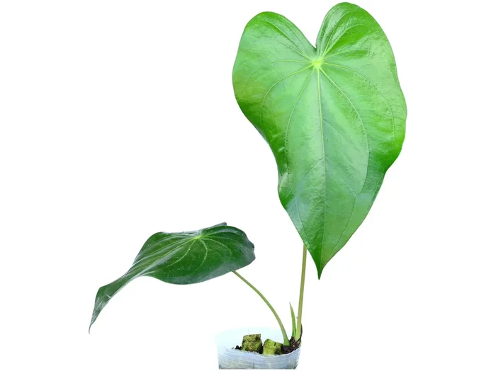 Anthurium regale ‚Light‘