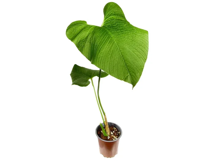 Anthurium rugulosum ‚Chita‘