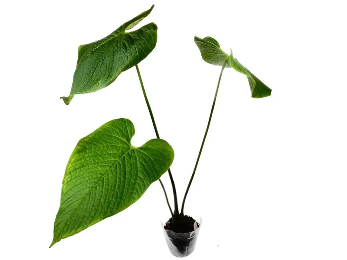 Anthurium rugulosum ‚Chocolate‘