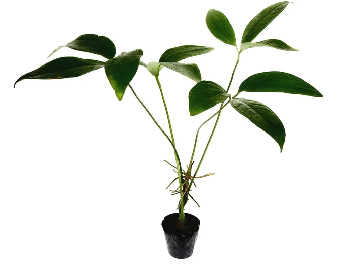 Anthurium triphyllum ‚Guayzimi‘