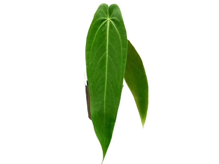 Anthurium warocqueanum ‚Esmeralda‘