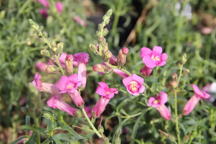 Antirrhinum majus ‚Pretty in Pink‘ ® (Löwenmäulchen)